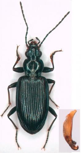 Bembidion sp.